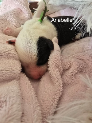 ANABELLE