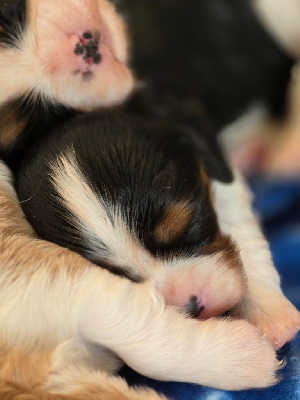 CHIOT 2