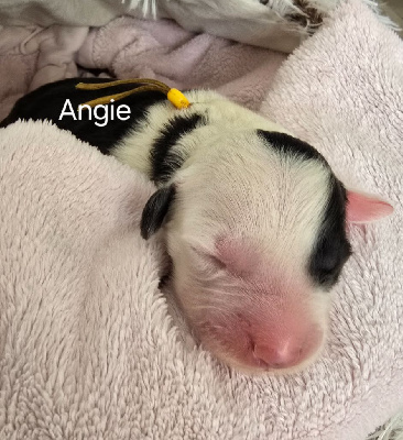 ANGIE