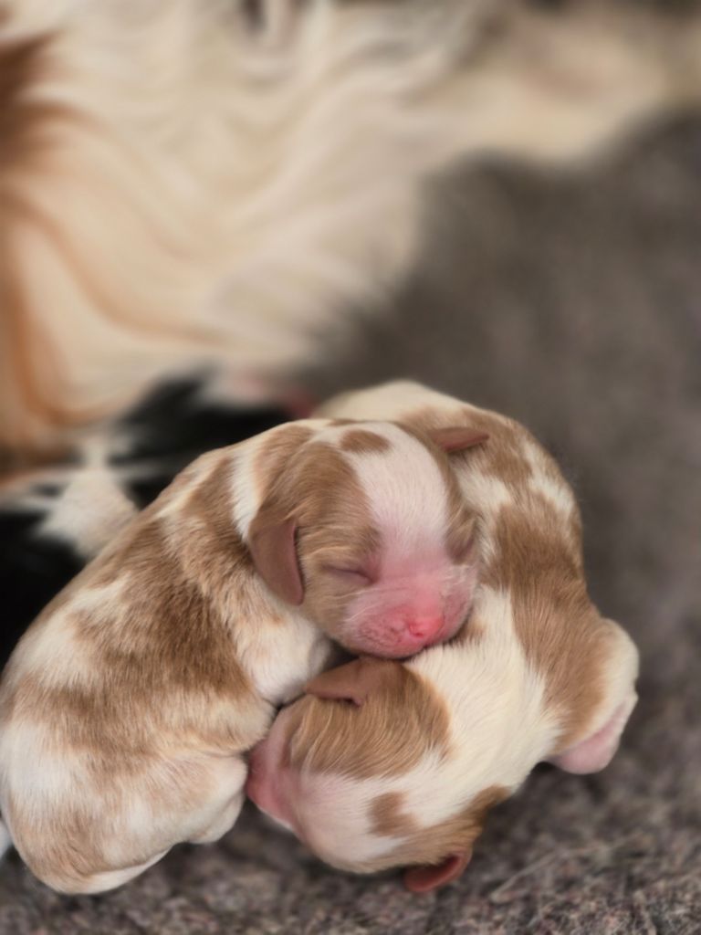 Du Royaume De Plume - Chiots disponibles - Cavalier King Charles Spaniel