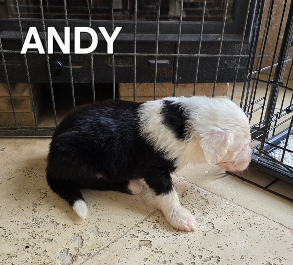 Du Royaume De Plume - Chiots disponibles - Bobtail