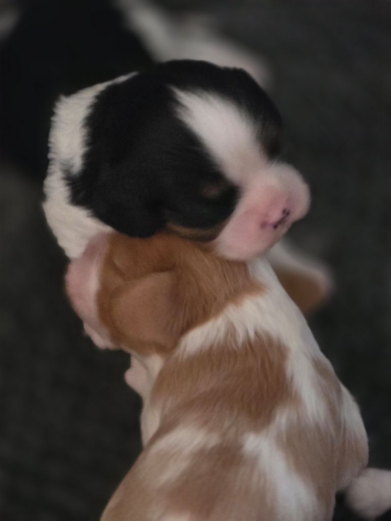 Du Royaume De Plume - Chiots disponibles - Cavalier King Charles Spaniel