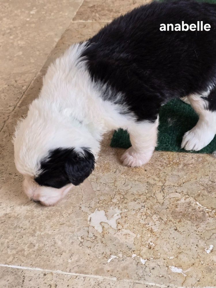 Du Royaume De Plume - Chiots disponibles - Bobtail