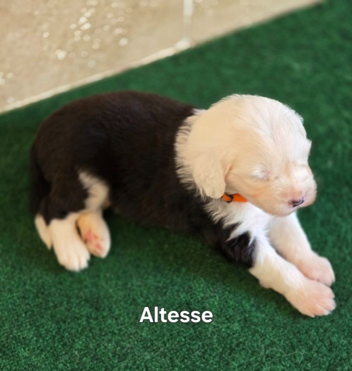 Du Royaume De Plume - Chiots disponibles - Bobtail