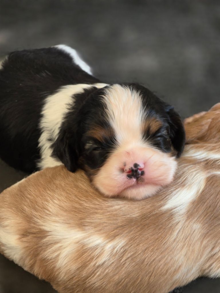 Du Royaume De Plume - Chiots disponibles - Cavalier King Charles Spaniel