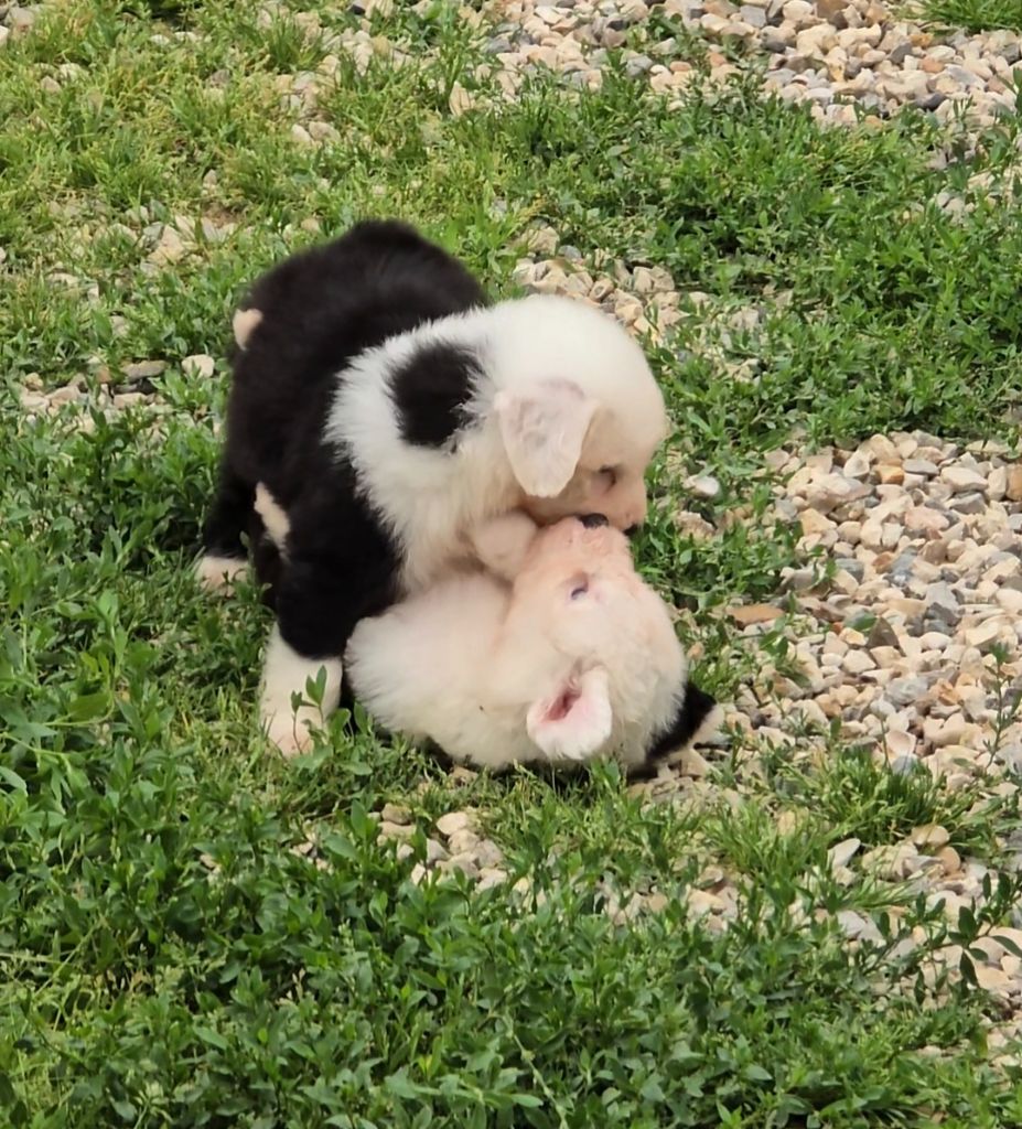 Du Royaume De Plume - Chiots disponibles - Bobtail