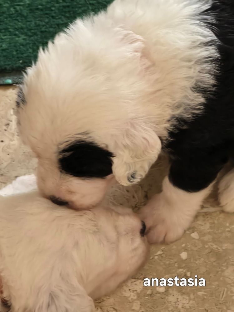 Du Royaume De Plume - Chiots disponibles - Bobtail
