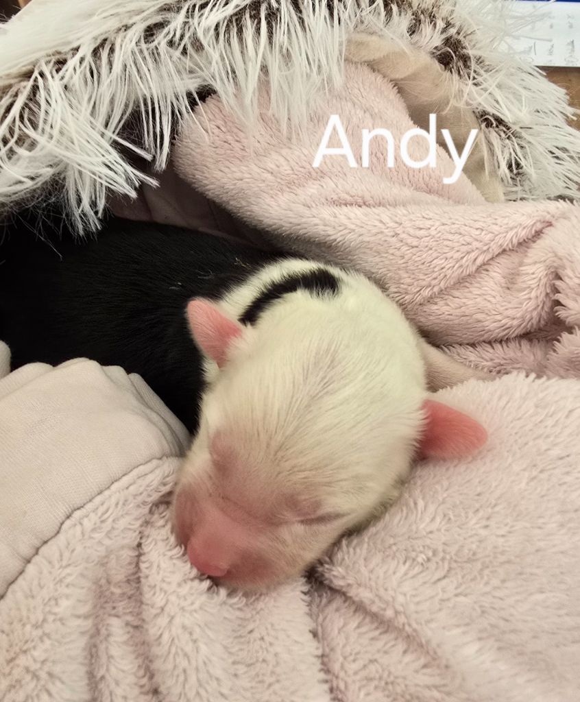 Du Royaume De Plume - Chiots disponibles - Bobtail