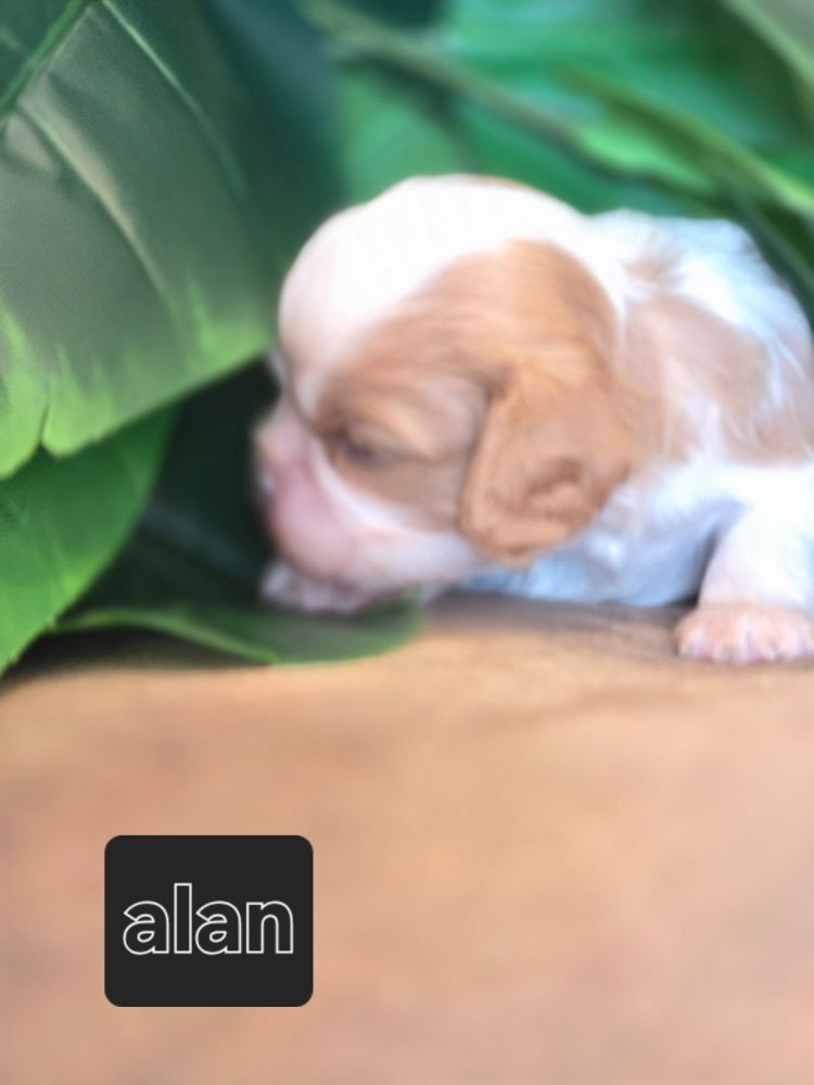 Du Royaume De Plume - Chiots disponibles - Cavalier King Charles Spaniel
