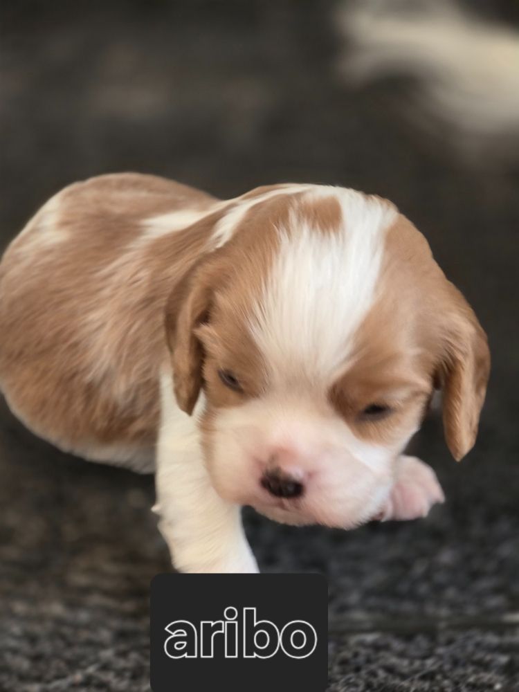 Du Royaume De Plume - Chiots disponibles - Cavalier King Charles Spaniel