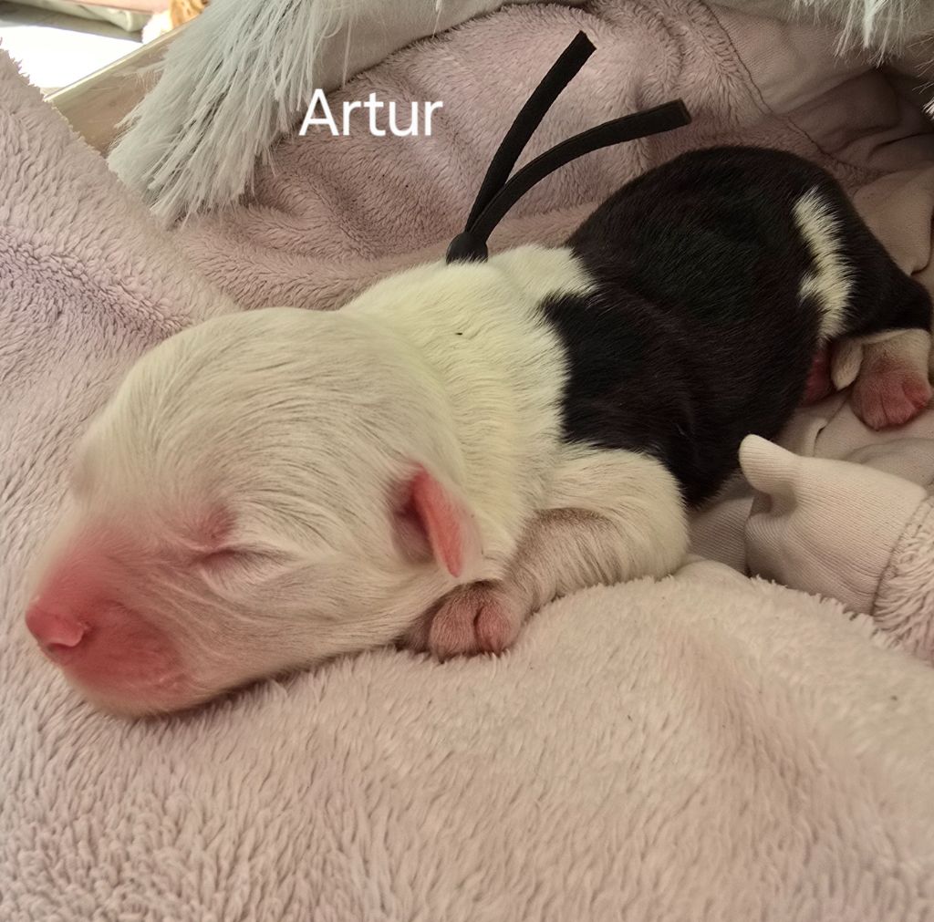 Du Royaume De Plume - Chiots disponibles - Bobtail