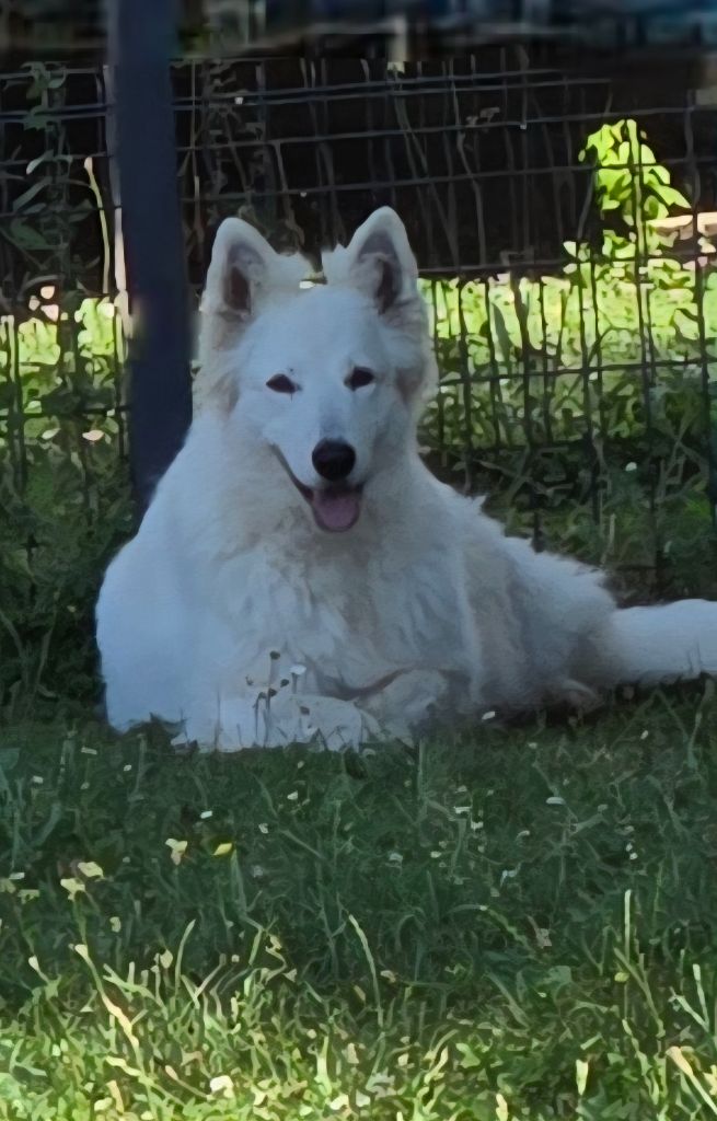 Du Royaume De Plume - Chiots disponibles - Berger Blanc Suisse