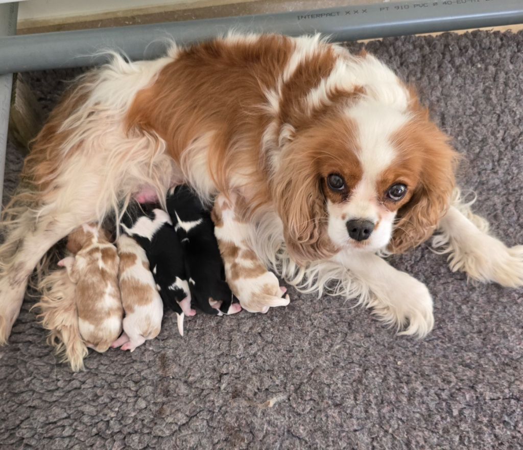 Chiot Cavalier King Charles Spaniel Du Royaume De Plume